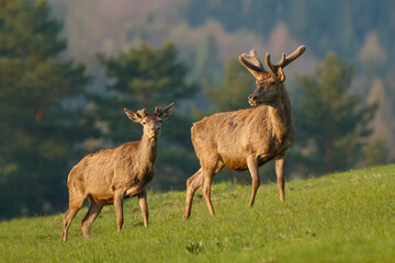 Two red deer stags walking through the green meadow. Animal lit by morning sun rays. Stags with antlers covered in velvet. Red deer, Cervus elaphus, wildlife, Slovakia.
