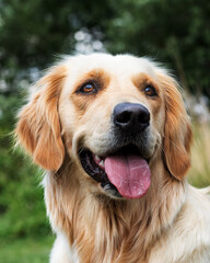 Lucky Golden Retriever 