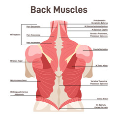 Back muscles system. Didactic scheme of anatomy of human muscular - obrazy, fototapety, plakaty