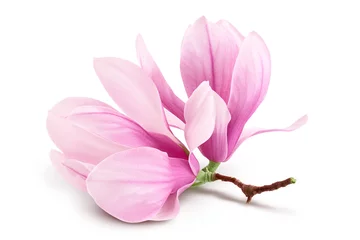 Tuinposter Pink magnolia flower isolated on white background with full depth of field © kolesnikovserg