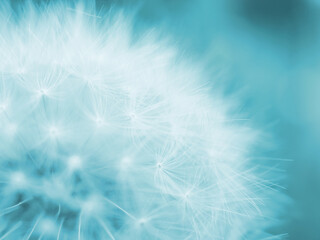 Dandelion downy head with seeds closeup. Summer floral background. Airy and fluffy wallpaper. Light blue tinted backdrop. Dandelion fluff  wallpaper. Macro