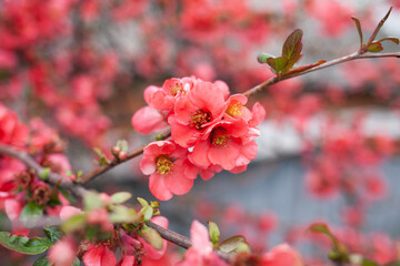 blossom in spring