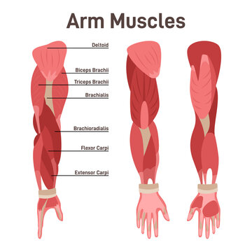 Arm muscle set. Didactic scheme of anatomy of human muscular system