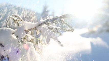Snow falls from coniferous trees. snow-capped winter mountains
trees covered with snow, mountain landscape in winter, time lapse video. - Powered by Adobe