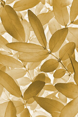 Vegetable vertical background from honeysuckle leaves. Brown abstract natural wallpaper from the foliage of a fruit bush. Light plant backdrop. Soft fluffy home color