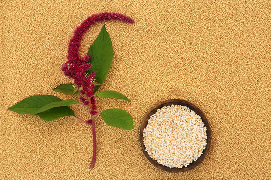 Amaranthus plant with puffed amaranth grain and dried seed background. Gluten free health food, high in minerals, vitamins and micronutrients. Lowers cholesterol and helps weight loss.