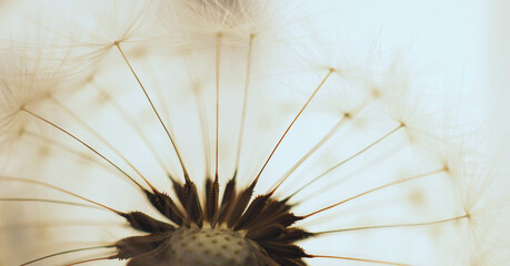 Dandelion head with parachutes closeup. Light floral picture. Airy and fluffy horizontal stories. Summer illustration with blowball pappus. Macro