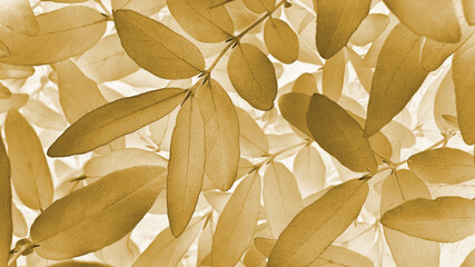 Light vegetable background from honeysuckle leaves. Brown tinted natural wallpaper from the foliage of a fruit bush. Abstract plant backdrop. Beautiful plants pattern. Soft fluffy home color
