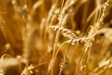 Close up wheat harvest, wheat field background in the sun day, summer