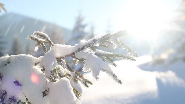Snow falls from coniferous trees. snow-capped winter mountains
trees covered with snow, mountain landscape in winter, time lapse video.