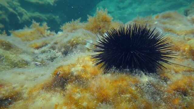 Black Sea Urchin (Arbacia lixula) against the background of the bottom overgrown with brown algae and the water column.