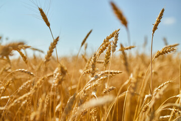 Wheat harvest, wheat field on the background of blue sky in the sun day, summer