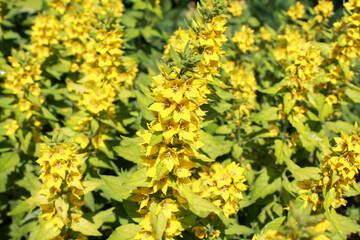 close-up yellow color blooming flower in sunlight, nature background, macro flower