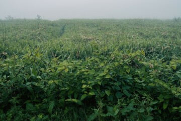 Fototapeta na wymiar 【自然】霧がかかった山の森林の風景　愛媛県の四国カルスト