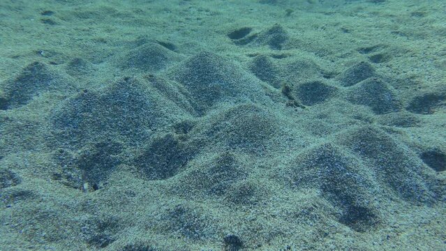 Lugworm (Arenicola marina) digs holes in the sandy bottom, at one end of which there is a mound. The movement of water created by the worm causes these volcanoes to erupt.