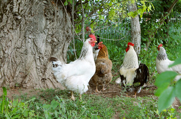 black and white rooster cock chicken on the green grass, rooster cock in green field on a farmyard,...