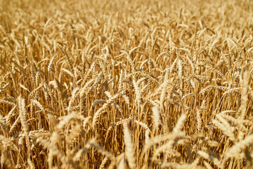 Close up wheat harvest, wheat field background in the sun day, summer