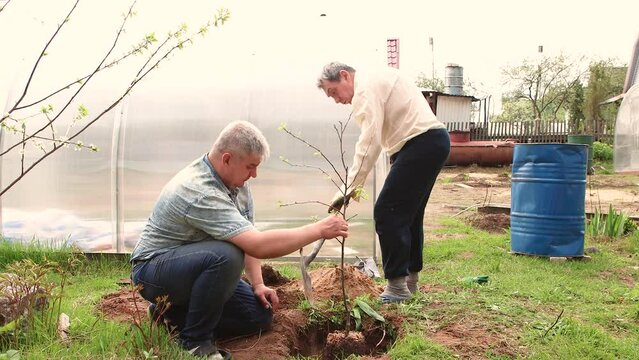 Two men are planting a young fruit tree together. Cultivation of fruit trees, spring work in the garden. The concept of agricultural work in the garden and in the country. UHD 4K.