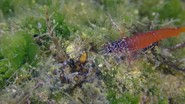 Bright red male Black Faced Blenny (Tripterygion melanurum) on a rock overgrown with green algae, close-up. Mediterranean, Greece.