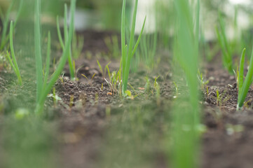 Fresh, green, young sprouts close-up. Photo without processing effects. Delicate sprouts. Young seedlings growing outdoors. The concept of agriculture and healthy food