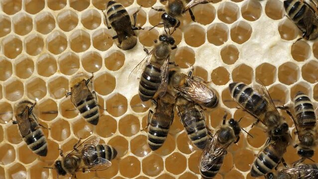 Beauty inside the hive. Bees transform nectar into honey.