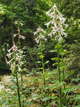 Giant Himalayan lilies, Cardiocrinum giganteum, flowering in a wood