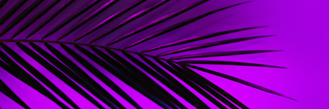Thin leaf of a robelini palm tree in neon pink, purple and blue colors. modern background. Web banner.