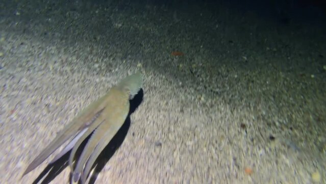 Sea life: Common octopus (Octopus vulgaris) swims over a sandy bottom using jet propulsion.