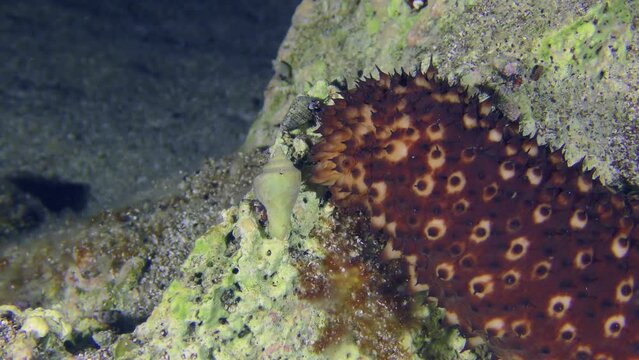 Variable Sea Cucumber (Holothuria sanctori) slowly creeps along the rocky bottom.