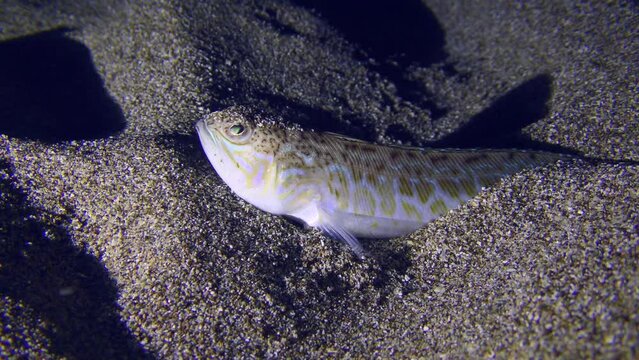 The night hunter Greater weever (Trachinus draco) waits for its prey partially or completely buried in the sand.