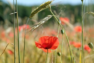 Close up of a red poppy in a field with ears of wheat