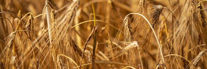 Golden wheat field. Rich harvest. Ripe wheat ears. Wheat grain banner.