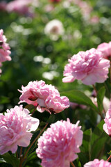 Garden with peonies in early summer