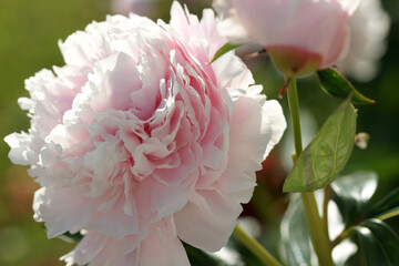 Garden with peonies in early summer