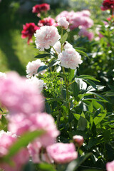 Garden with peonies in early summer