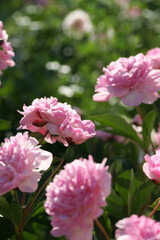 Garden with peonies in early summer