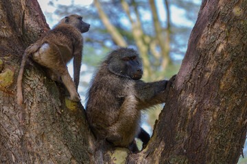 Gibbon and its baby on the tree. Gibbon is baring its teeth. Nakuru. Kenya