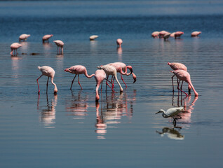 Flamingos in the water with their reflections in the foreground and some in the background. 