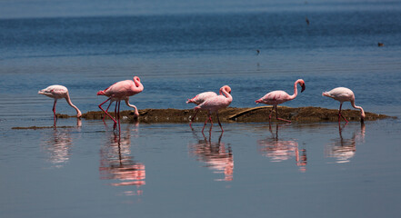 A group of flamingos with their reflection in the water. Nakuru lake. Kenya