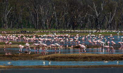 Many pink flamingos in the water. Lake Nakuru. Kenya