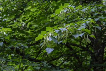 Obraz na płótnie Canvas Small-leaved linden green foliage