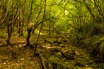 Fototapeta na wymiar wood landscape in the Skarline nature park in Croatia