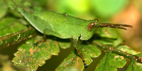 Grasshopper,  Tropical Rainforest, Napo River Basin, Amazonia, Ecuador, South America, America