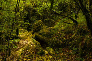 wood landscape in the Skarline nature park in Croatia