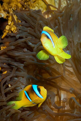 Naklejka na ściany i meble Red Sea Clownfish, Two-banded Anemonefish, Amphiprion bicintus, Coral Reef, Red Sea, Egypt, Africa