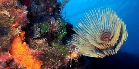 Tubeworm, Fan Worm, Spirographis, Spirographis Spallanzani, Feather Duster Worms, Tube Worm, Polychaete, Cabo Cope Puntas del Calnegre Regional Park, Mediterranean Sea, Murcia, Spain, Europe.