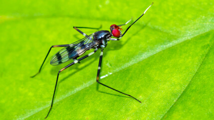 Fly, Diptera, Tropical Rainforest, Marino Ballena National Park, Uvita de Osa, Puntarenas, Costa Rica, Central America, America