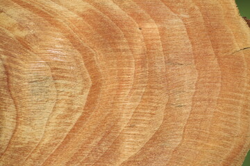 cross section of tree trunk