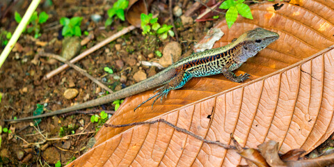 Ameiva Lizard, Tropical Rainforest, Corcovado National Park, Osa Conservation Area, Osa Peninsula,...