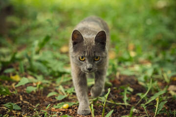 A gray kitten sneaks among the plants. Close up